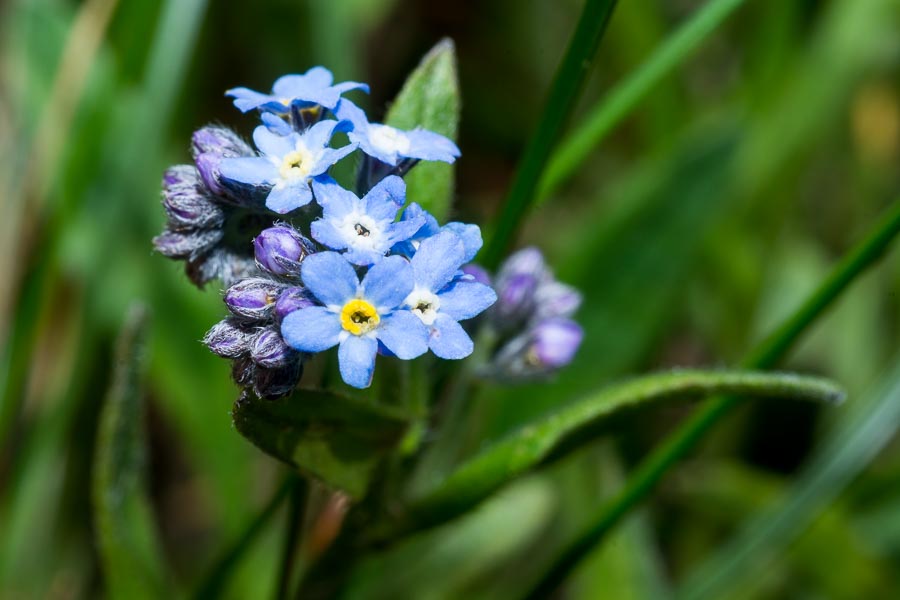 Myosotis alpestris / Nontiscordardim alpino